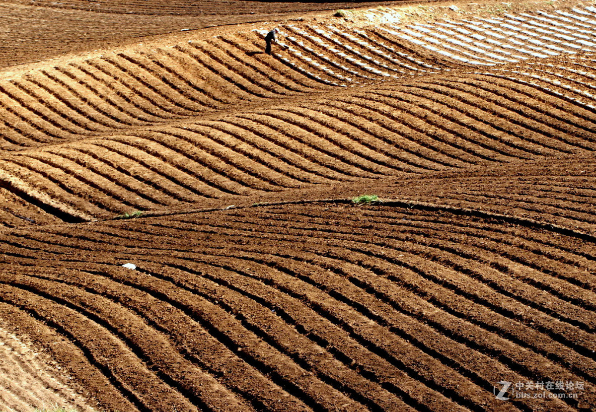 约旦农业部将暂停部分农业作物出口