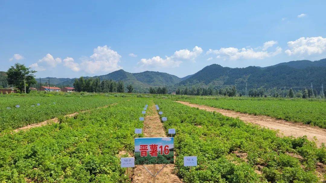 我国科学家提出马铃薯害虫绿色防控新思路