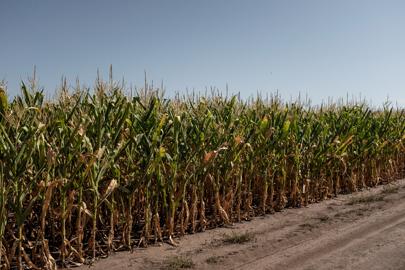 阿根廷实现玉米首次输华
