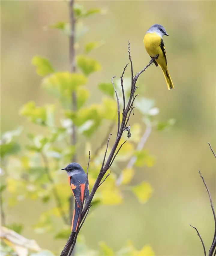 立方风控鸟·晚报（4月29日）