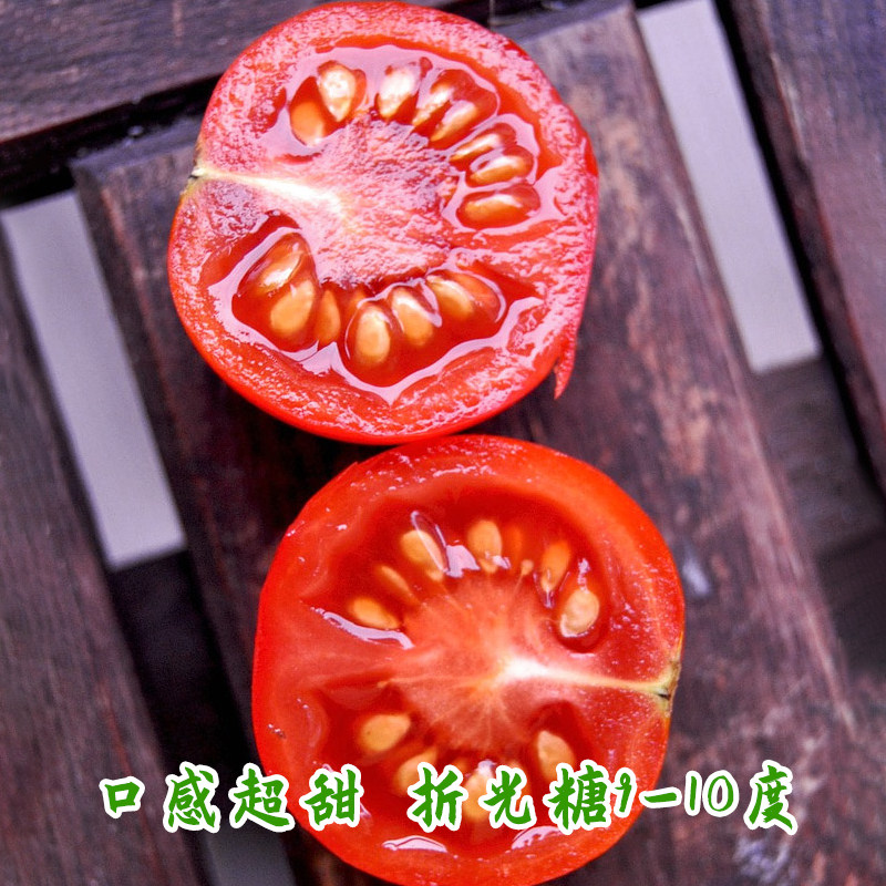 中国科学家在长征出发地致力培育最甜番茄