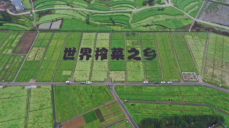 涪陵榨菜：榨菜集团未来榨菜产学研联合创新中心