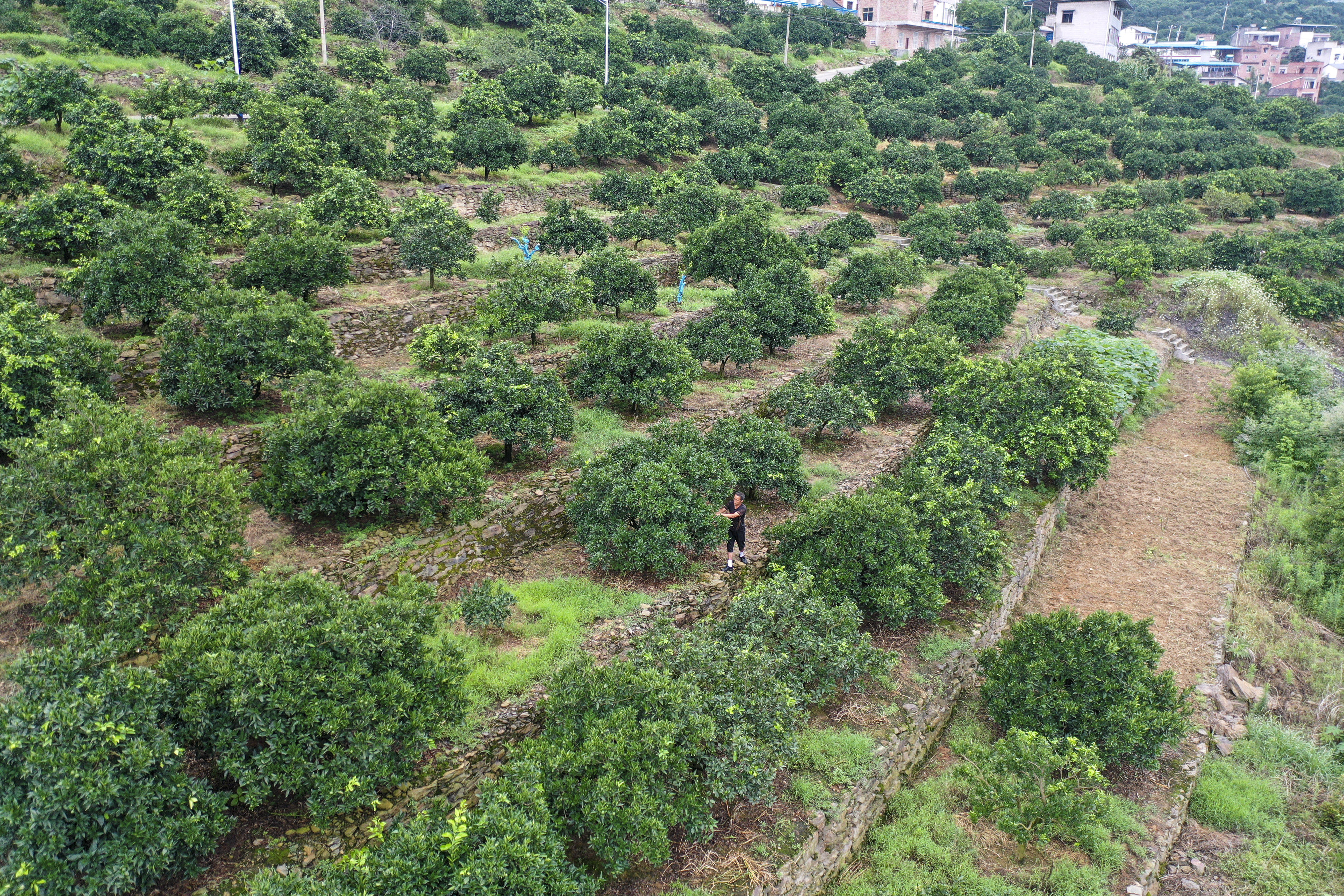 中国三峡集团：三峡库区特有珍稀植物迁地保护成活率超九成